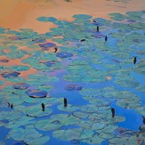 Orange and Blue Nympheas