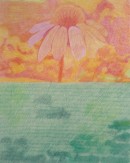 L'odeur âcre des Camomilles