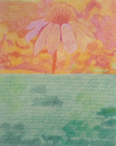 L'odeur âcre des Camomilles