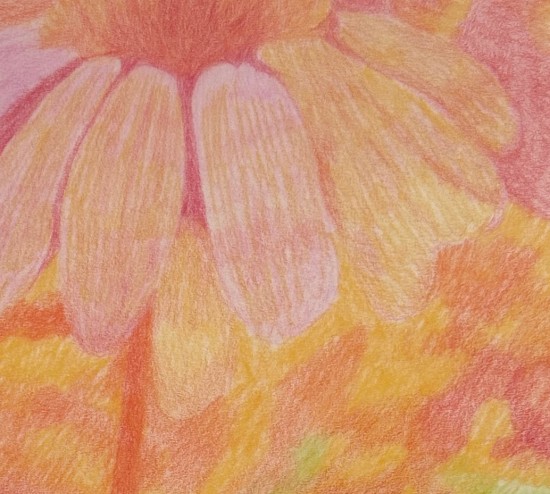 L'odeur âcre des Camomilles